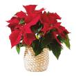 USA & Canada Christmas Poinsettia